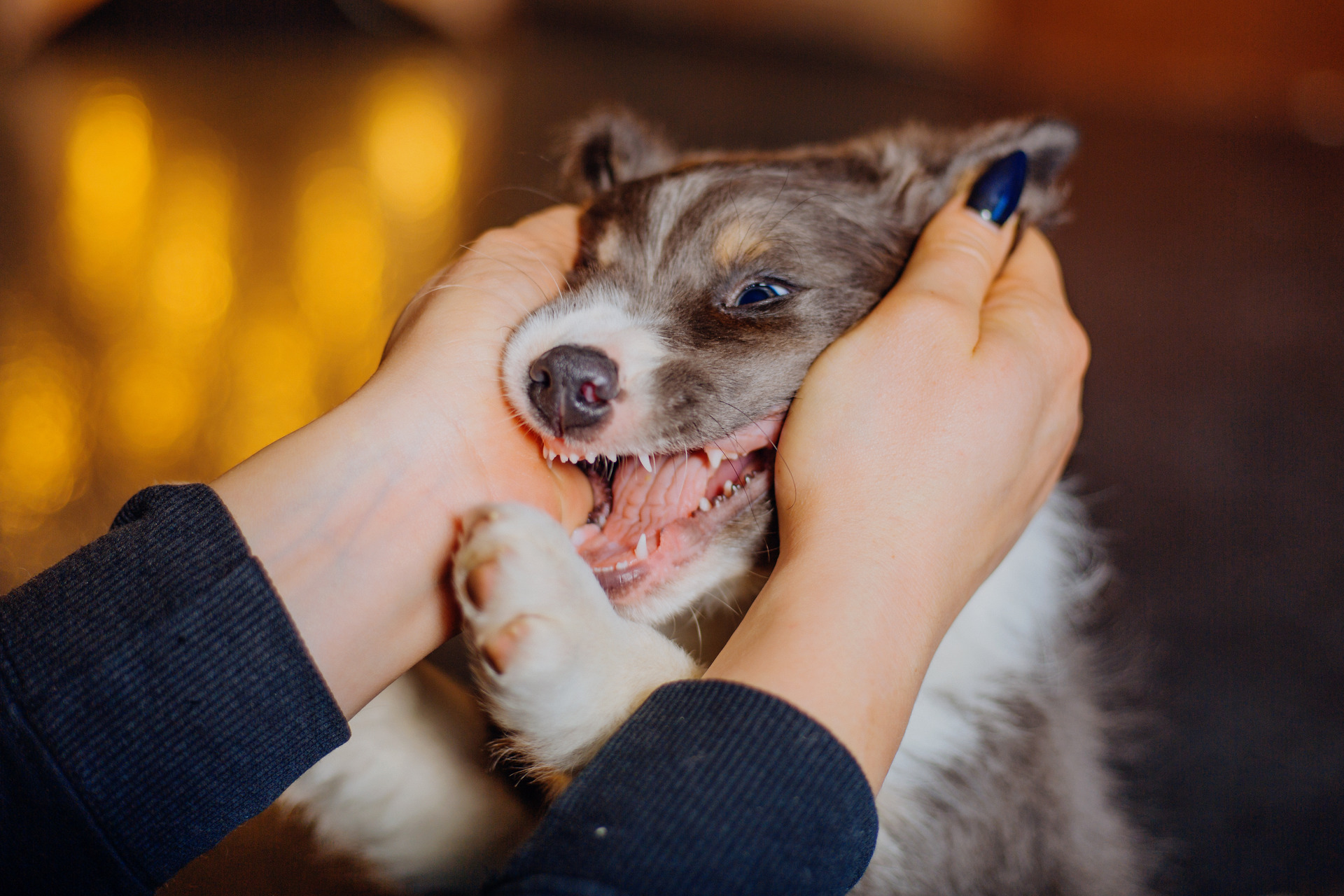 puppy playfully engaging with owner puppy playfully engaging with owner