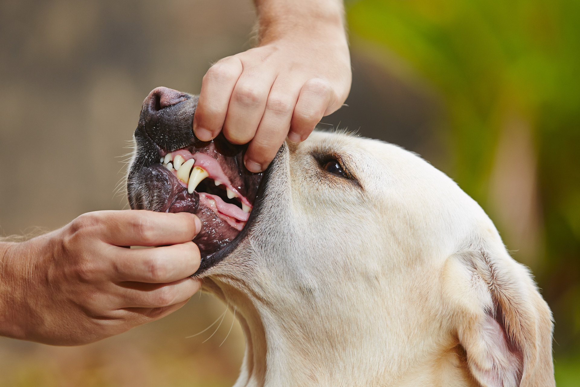 Dog dental check Dog dental check