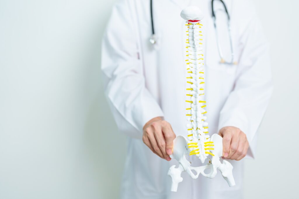 Doctor in white coat holding an anatomical model of the human spine to explain spinal structure and health