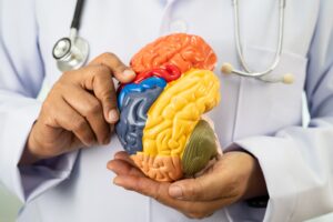 Doctor Holding Brain Model to Demonstrate Injury